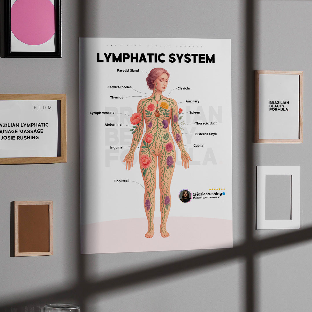 Brazilian Beauty Formula Lymphatic System Poster by Josie Rushing